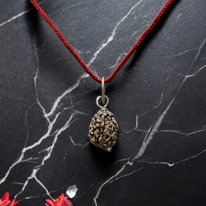 3 Mukhi Indian Rudraksha - Teen Mukhi
