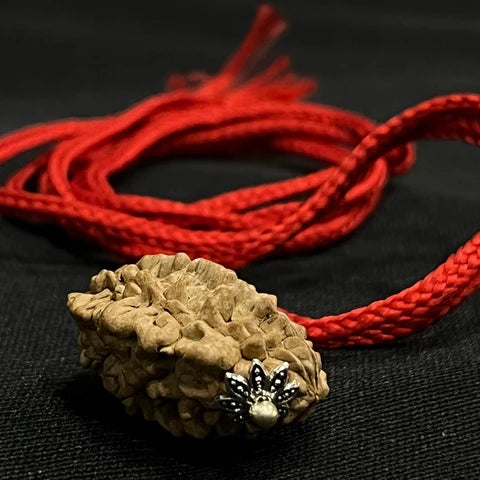2 Mukhi Indian Rudraksha - Do Mukhi
